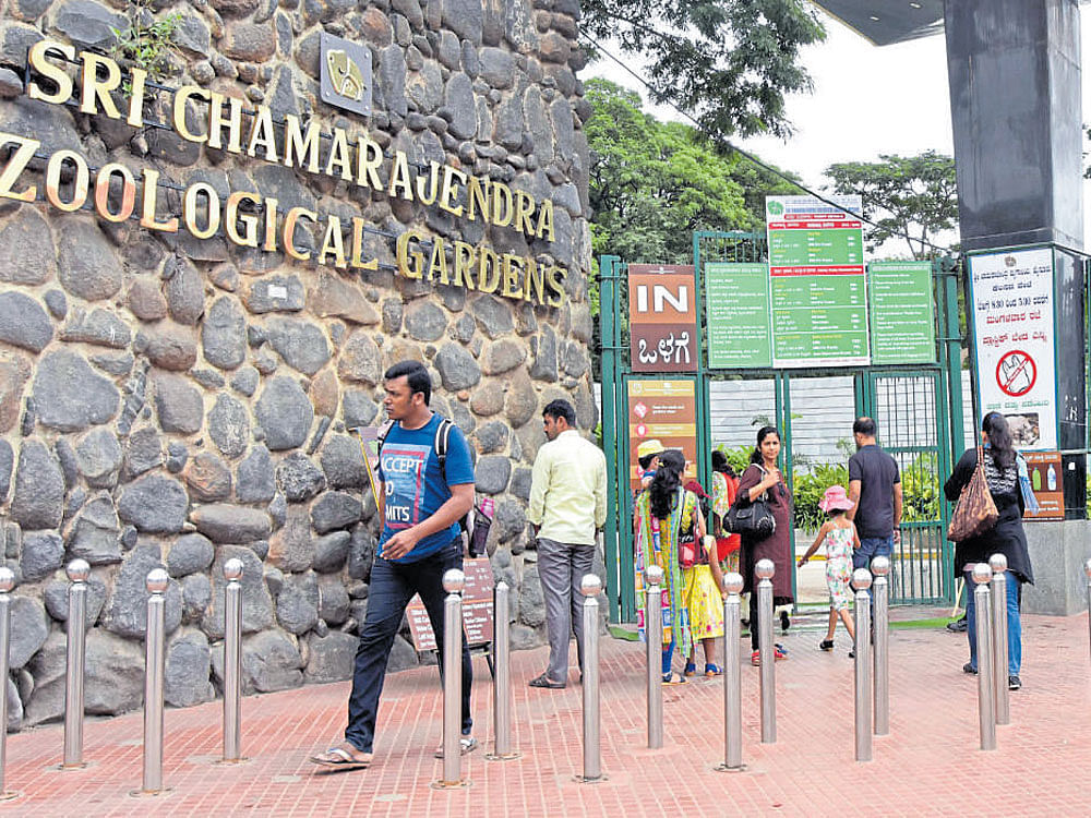 There has been a drastic fall in the number of visitors to the Sri Chamarajendra Zoological Gardens, Mysuru in the past week.