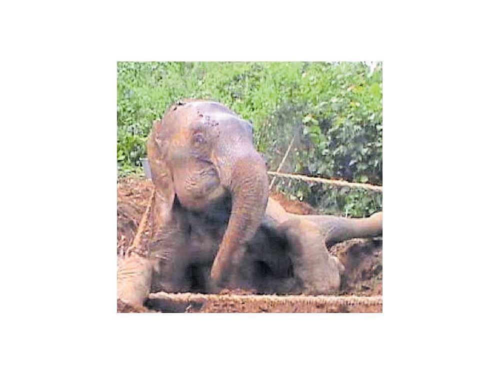 The elephant aged around 20 years was reported dead after she slipped from an elevation and fell on a flat land in a private estate in Kogarahalli village in Sakleshpur taluk of Hassan district.