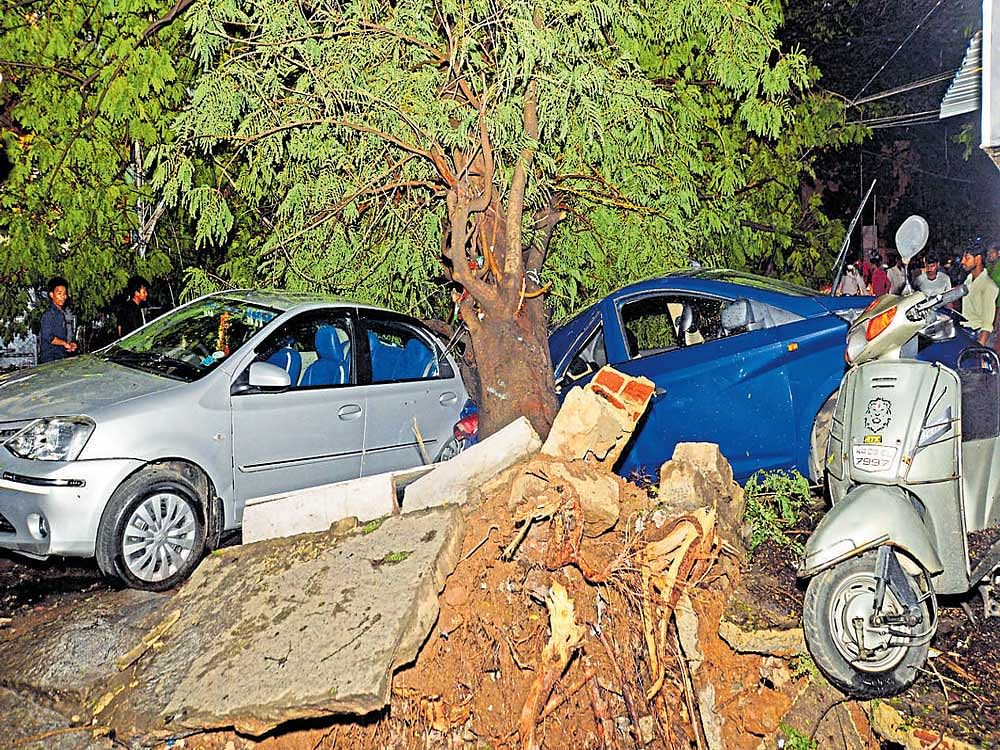 An uprooted tree that fell on vehicles at Sampangiram Nagar in front of Cambridge School in Bengaluru on Friday. DH photo