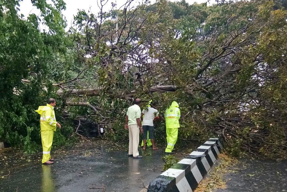 Tree fall between HAL and Marathahalli, old Airport road in Bengaluru on Friday.