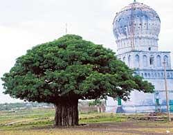 GREEN HERITAGE  The 359-year-old Adansonia digitata at Yogapur Dargah, near Bijapur.  Photo: Raju Davalagi