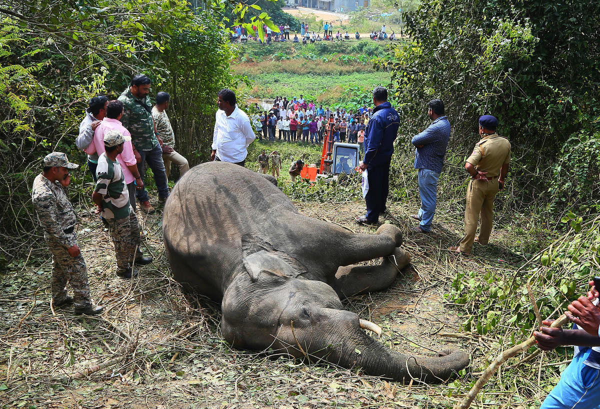 The tusker that was run over by a train near Sakleshpur on Monday morning. DH photo.
