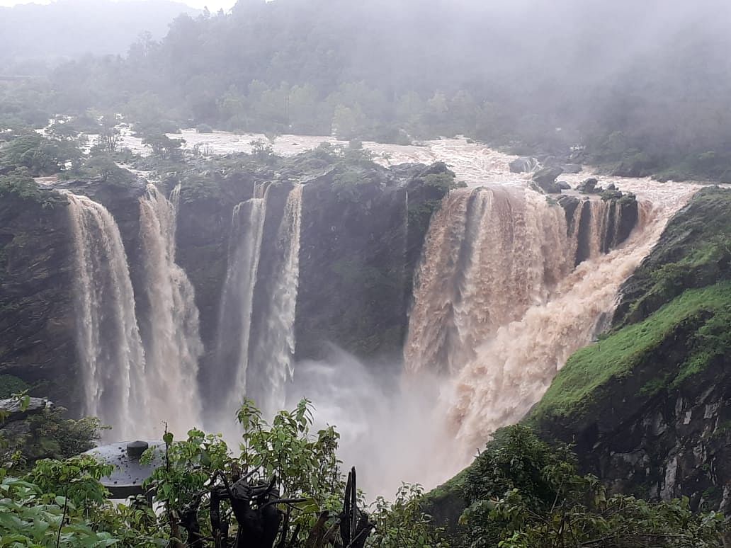The four falls that collectively make up Jog Falls - Raja, Rani, Roarer and Rocket - were in full flow on Tuesday. (DH Photo/S K Dinesh)