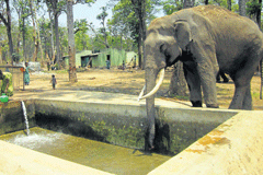 An elephant quenching thirst from a borewell in Mathigodu elephant camp at Aanechowkur near Gonikoppa. (Right) An elephant drinking water from a water tank.
