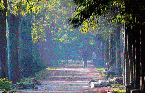 only a handful: The number of morning walkers in Cubbon Park has halved with the onset of winter. dh Photo