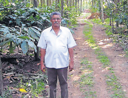 Farmer Krishnappa Gowda in his plantation, at Madabooru in Narasimharajapura taluk. DH Photo