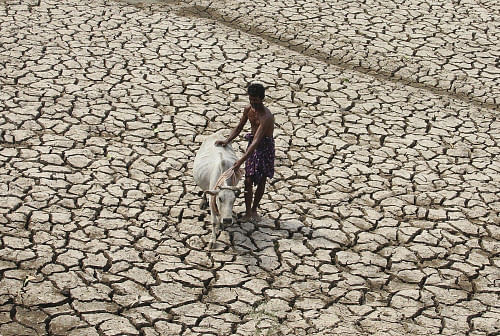 A villager along with his cow walks through a parched land of a dried pond on a hot day on the outskirts of Bhubaneswar. Reuters Image