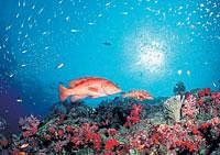 Into the blue: Coral reefs are the worlds most diverse marine habitat, supporting an estimated five lakh species globally.