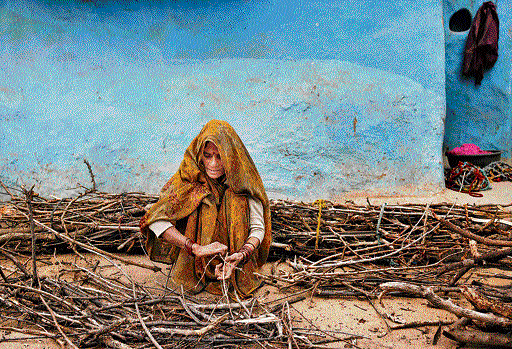 A woman collects firewood for bonfire on a cold day at Tikaree Pura village in Mahoba district, Uttar Pradesh, on Wednesday. AP