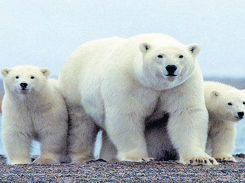 imperilled Polar bears were designated a threatened species in 2008.