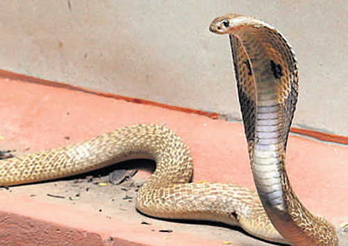 BBMP gets 150 calls a day to catch snakes.