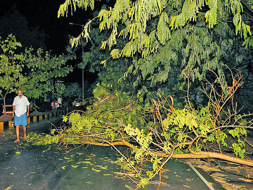 Heavy rains coupled with gusty winds brought down a tree branch in Vinobhanagar of Shivamogga on Tuesday. DH&#8200;photo