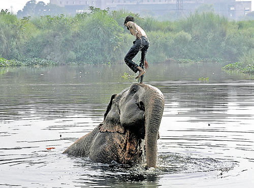 BEATING THE HEAT:A mahout bathes his elephant in the River Yamuna on a hot day in New Delhi on Sunday.