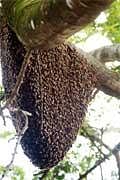 Honey bees secret world of heat 'revealed'