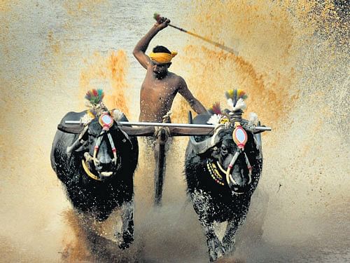 Kambala Committees have decided to hold a massive protest on January 28 in Moodbidri in Dakshina Kannada district. File Photo.