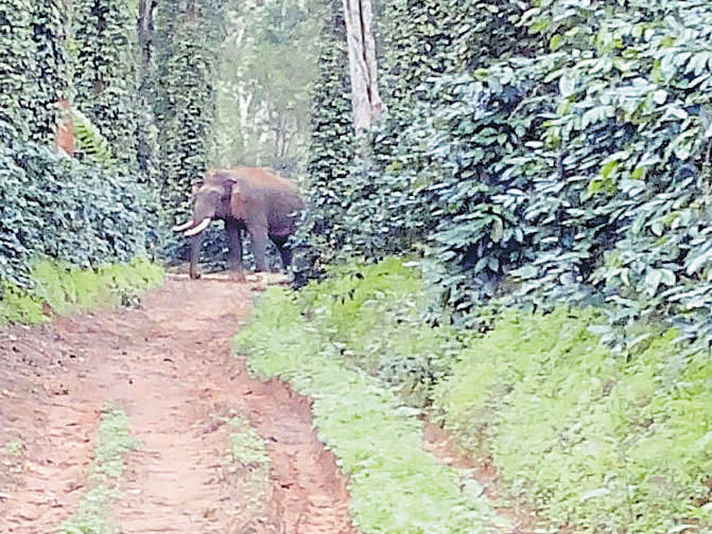 A wild elephant strays into a coffee estate near Siddapura in search of food and water.