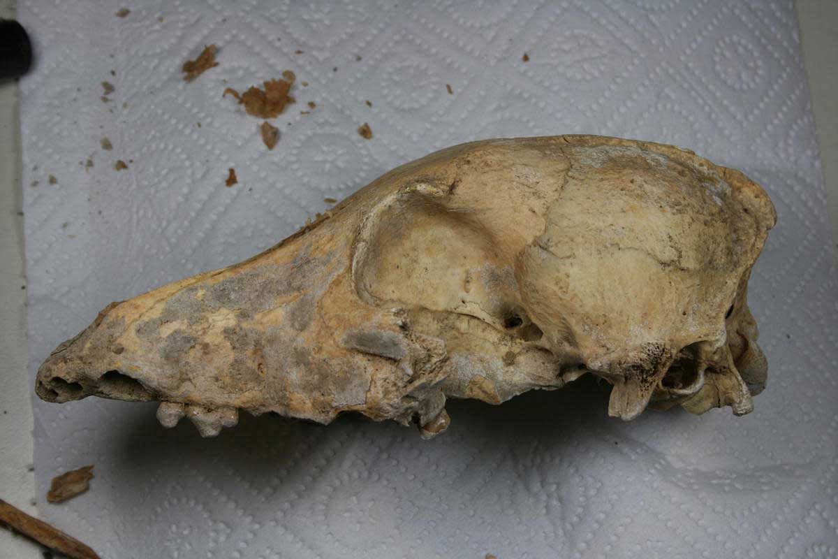 KEY FINDING A 5,000-year-old dog skull from Ireland that was analysed for the study. PHOTO CREDIT: Amelie Scheu
