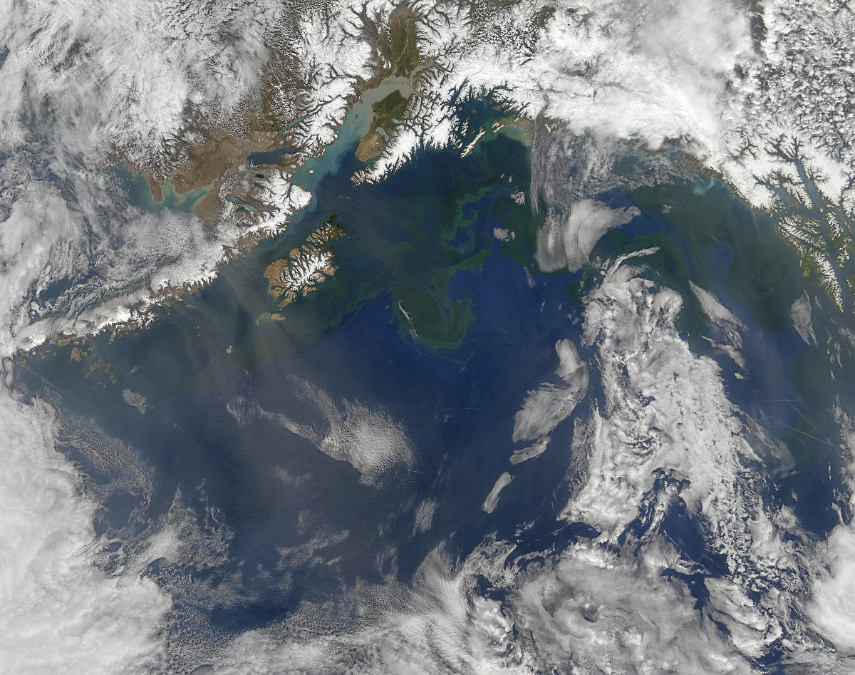 A satellite photo showing the coast of Alaska, where a patch of unusually warm water caused a phytoplankton bloom known as