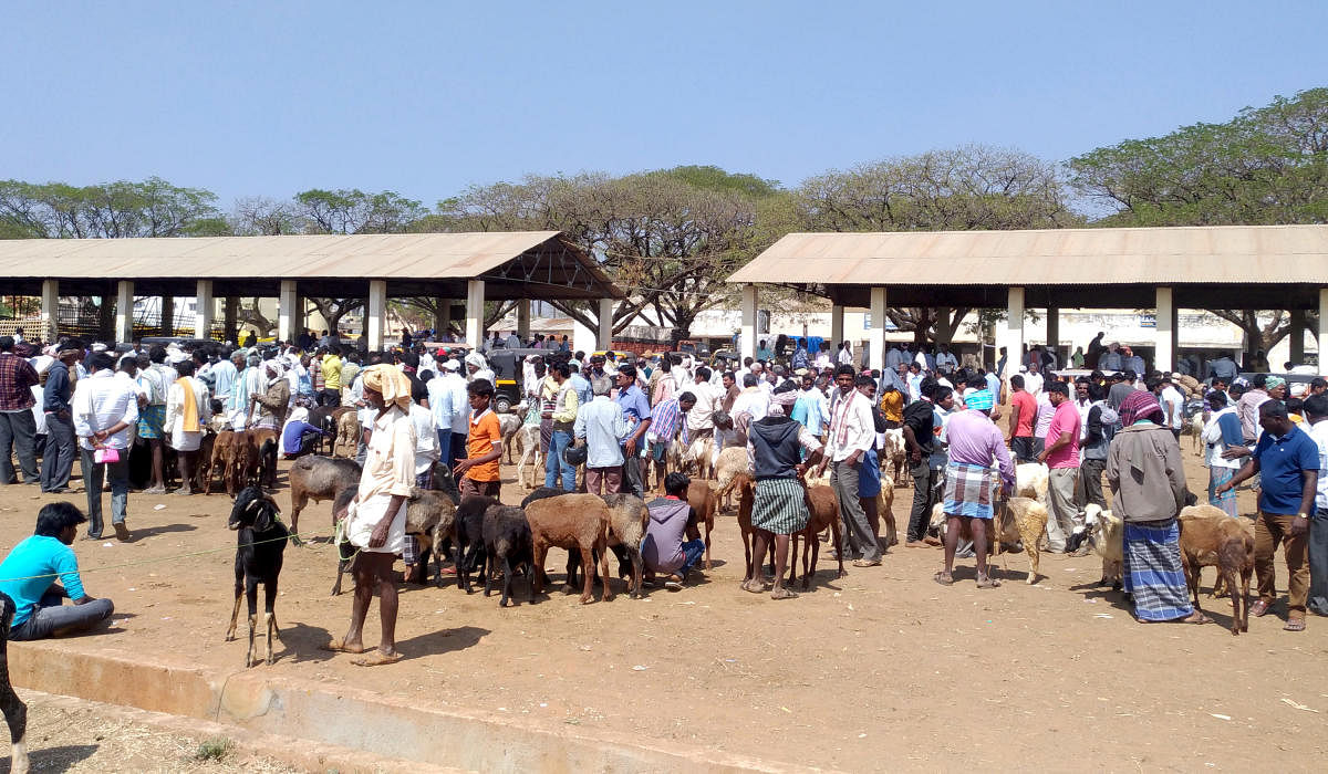 Sheep sale at the APMC premises in Kadur on Monday.