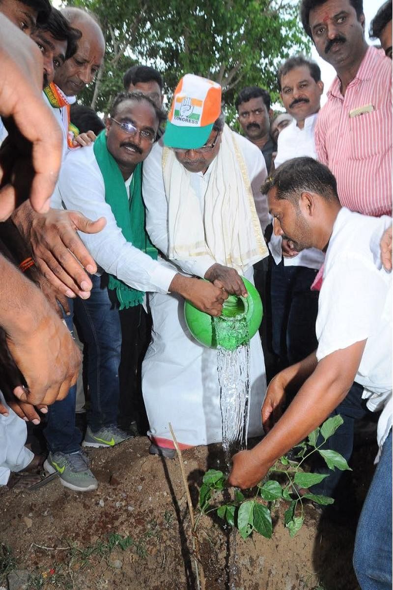 Chief Minister Siddaramaiah waters a sapling during his poll campaign under Chamundeshwari Assembly segment, on the outskirts of Mysuru on Monday.
