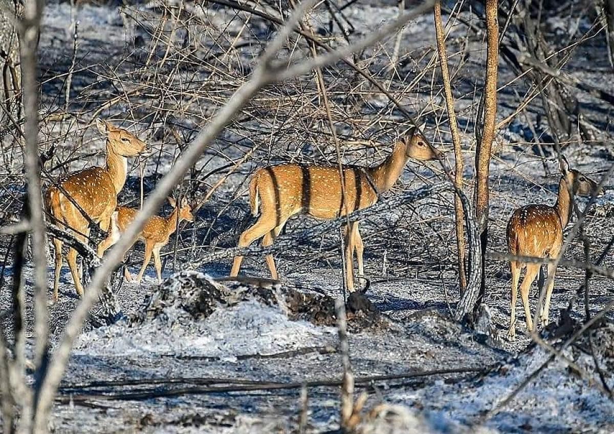 The proposal made in 2017 has been revived after the over 5,000 hectares of forest turned to ashes in the state, largely in Bandipur Tiger Reserve. DH photo