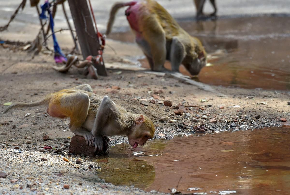 New Delhi: Monkeys quench their thirst during a spell of a heat wave in a village, on the outskirts of New Delhi. PTI Photo