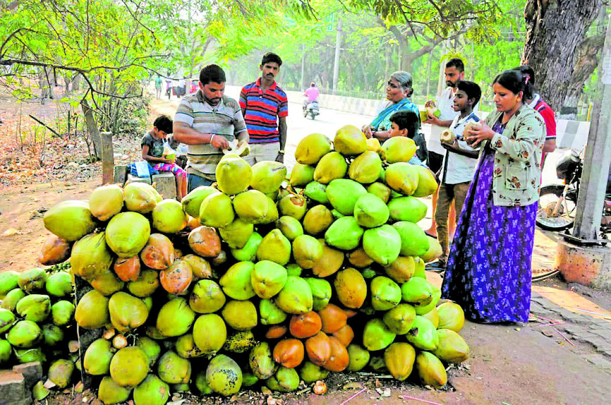 People consume tender coconuts to beat the heat in Mysuru on Monday.