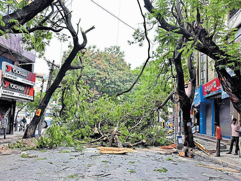 Traffic was disrupted on Sanjaynagar Main Road after a large tree crashed. dh Photo/B K&#8200;Janardhan