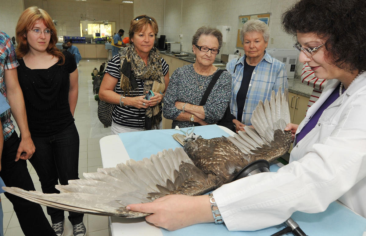 PRYING EYES Falcons being treated at the hospital. Photos by author