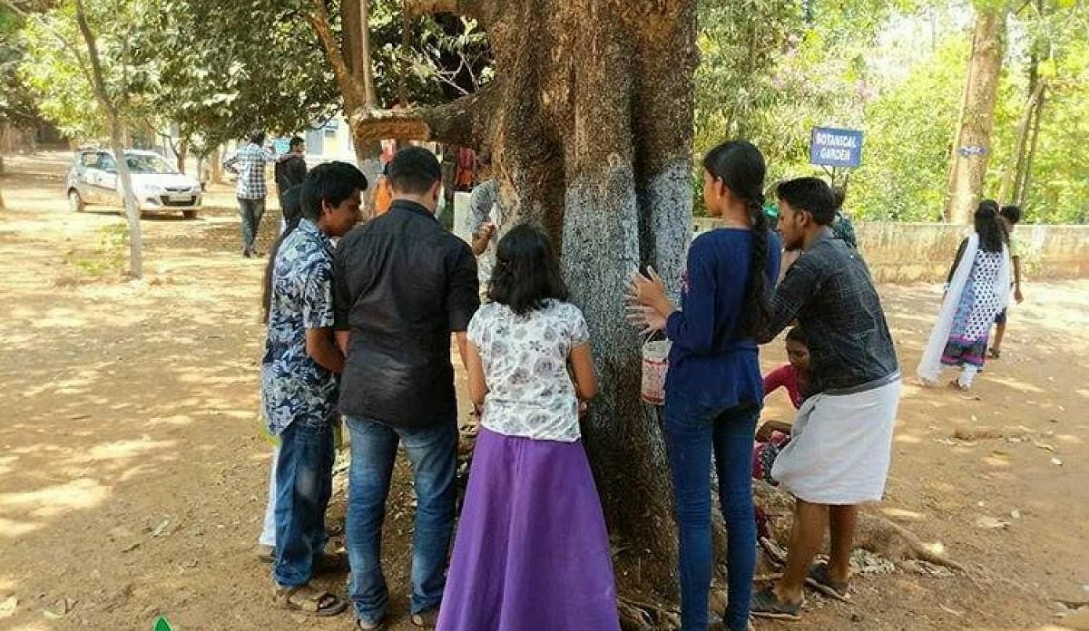 Volunteers of Heartfulness Green apply a mixture of herbal extract and natural lime to a tree in Thrissur, Kerala, on Monday.