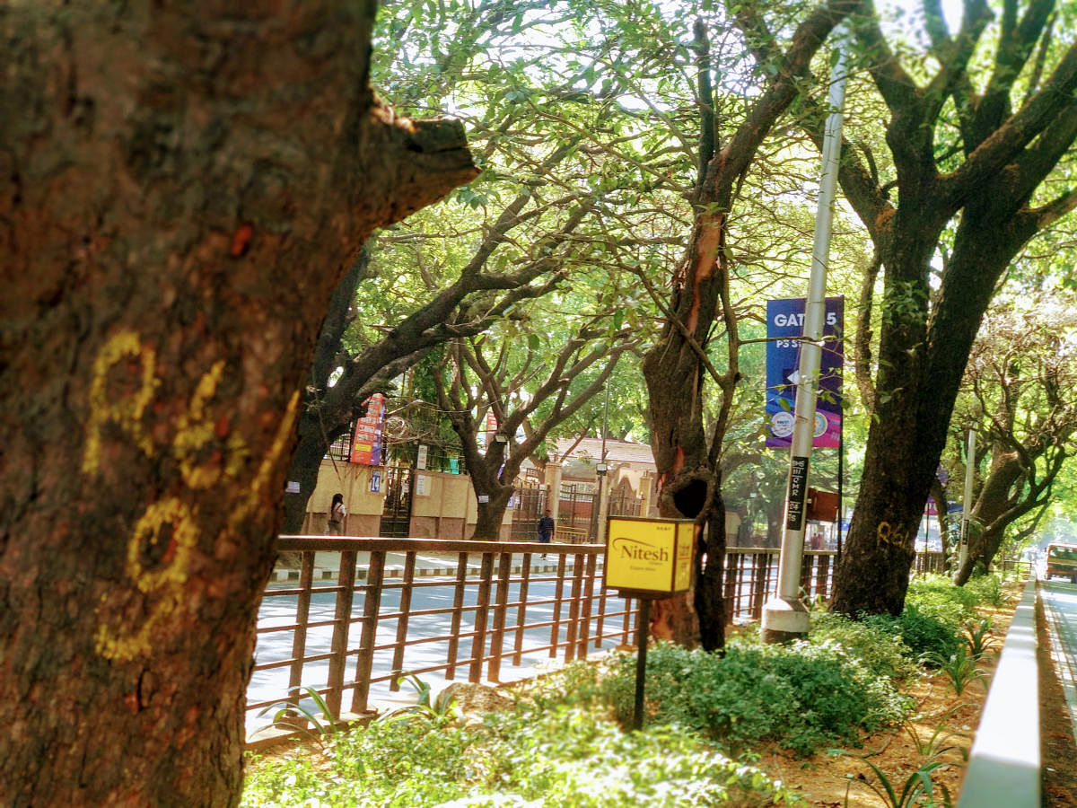 Passing through Cubbon Park, the North-South elevated corridor, reportedly a double-decker, threatens to wipe out the rich green canopy along the stretch. (DH Photo)