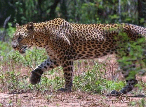 A leopard which had strayed into the forest-like campus of IIT Bombay finally left after an almost four-day long sojourn early Saturday, with the institute students, management and forest officials heaving a sigh of relief, an official said. PTI file photo