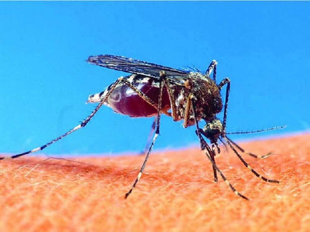 An infectious viral disease, Chikungunya, is transmitted to humans by mosquitoes infected with virus. Representational Image