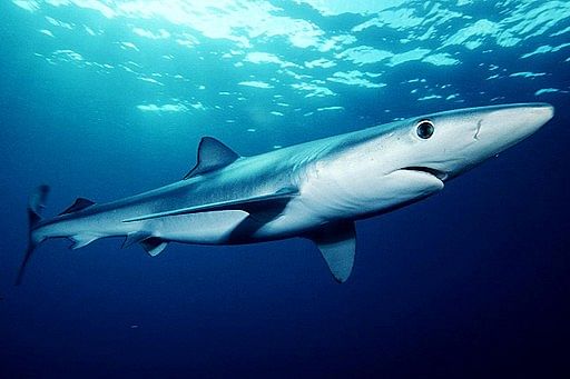Blue sharks, which are not a threatened species, can have as many as 100 babies a year. Credit: Mark Conlin/NMFS [Public domain]