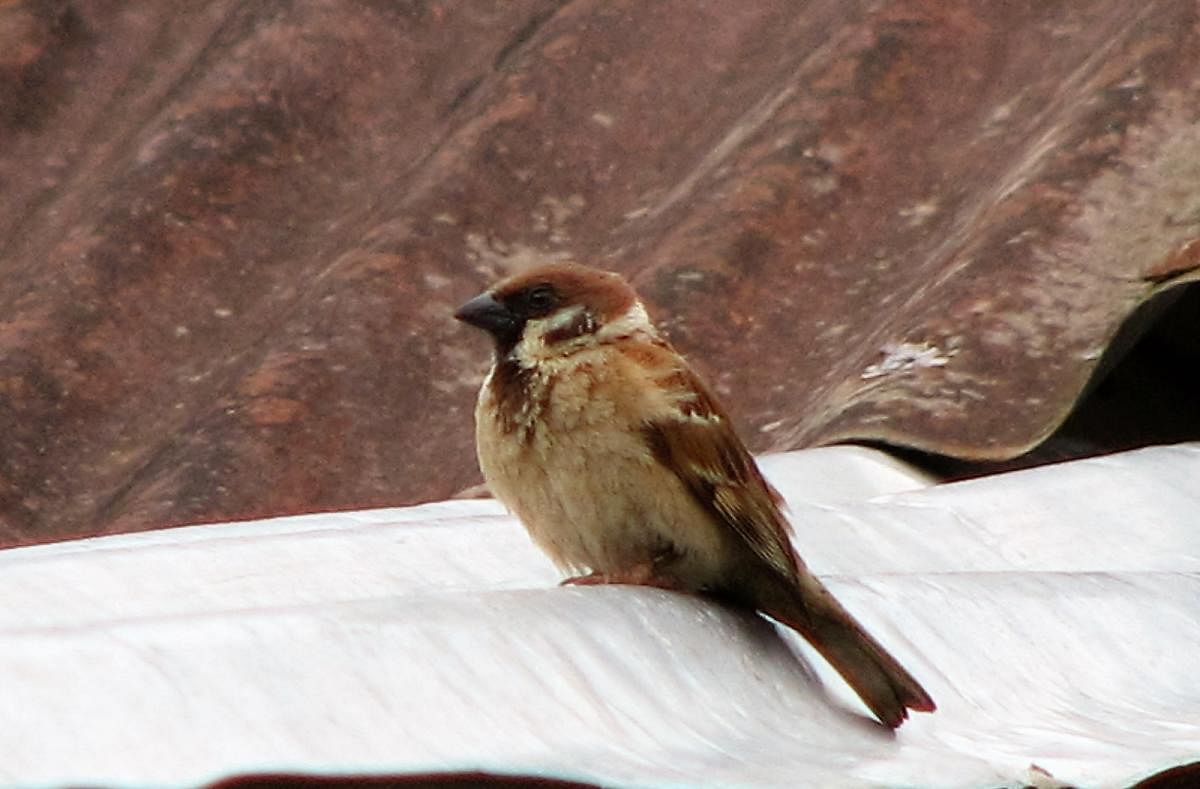 March 20 is World House Sparrow Day. Photo credit: Kumud Rani
