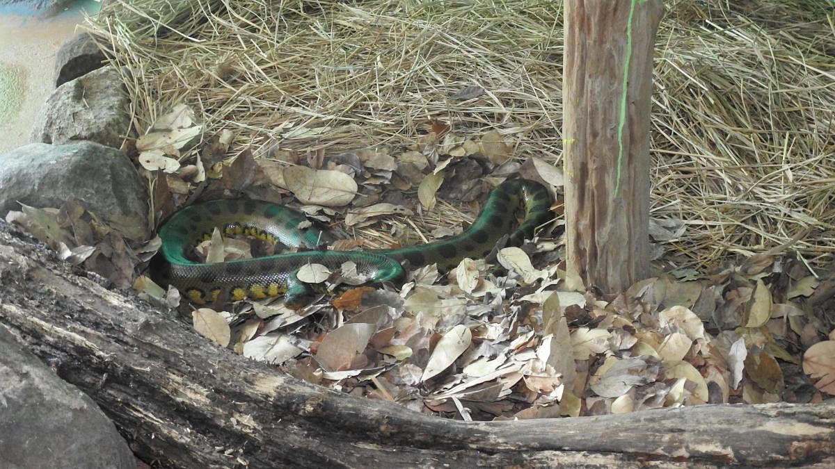 A green anaconda at Mysuru Zoo.