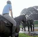 Familiarisation: A mounted policeman taking a horse near to Dasara elephant at Palace premises . DH photo