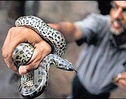 A reptile expert displays a five-day-old green anaconda baby at the Colombo zoo in Colombo, Sri Lanka.  File Photo