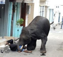 A wild elephant charges a security guard to death in Mysore on Wednesday. Two wild elephants have gone on a rampage in the city and government officials are trying to tranquilize the animals according to news reports. PTI Photo