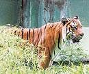After Zaheer Khan, Kumble and Srinath, Dhoni has adopted a tiger at the Mysore Zoo. dh photo
