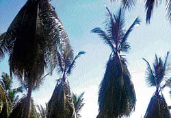 A disease-hit coconut farm near Tumkur.