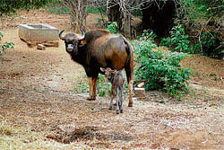 Healthy numbers: The BBP has eight gaurs and a calf at present. dh photo