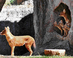 better care: Animals at the Sri Chamarajendra Zoological Gardens in Mysore, like these Dholes, will get enclosures mimicking their natural habitats.