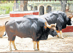 A&#8200;DH&#8200;file photo of gaurs at Zoo in Mysore.