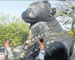 DAMAGED: Priests of the Chamundeshwari temple atop the Chamundi Hills inMysore reconsecrate the Nandi idol whichwas vandalised on Thursday. DH PHOTO