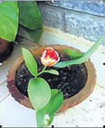Floriculturist grows rare Tulips in Mysore
