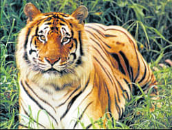 Mysore Zoo's success in implanting transponder on tigers
