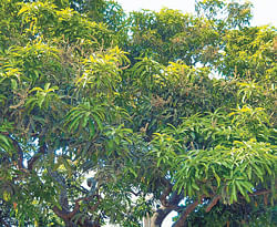 A delay in pre-monsoon showers may affect the quality and quantity of mango production in Kolar district. dh photo