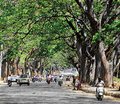 CALM BALM Tree-lined roads in Mysore bring relief from summer heat. (Photos by the author)
