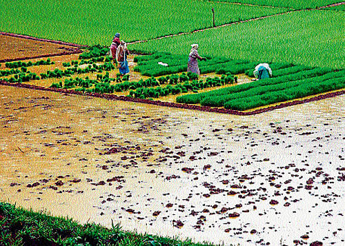 Sowing complete in 50 per cent fields in Mysore district